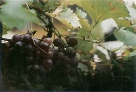 鐞嗗厜6054-多米国际